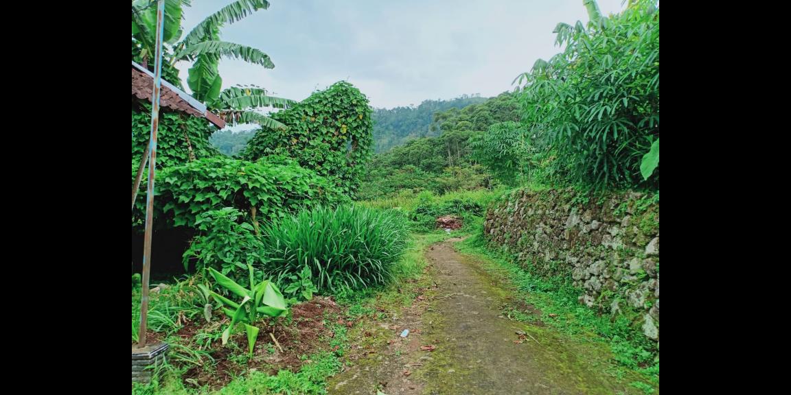 Dijual Tanah View Kebun Teh Kemuning Ngargoyoso Karanganyar Dijual Tanah View Kebun Teh Kemuning Ngargoyoso Karanganyar