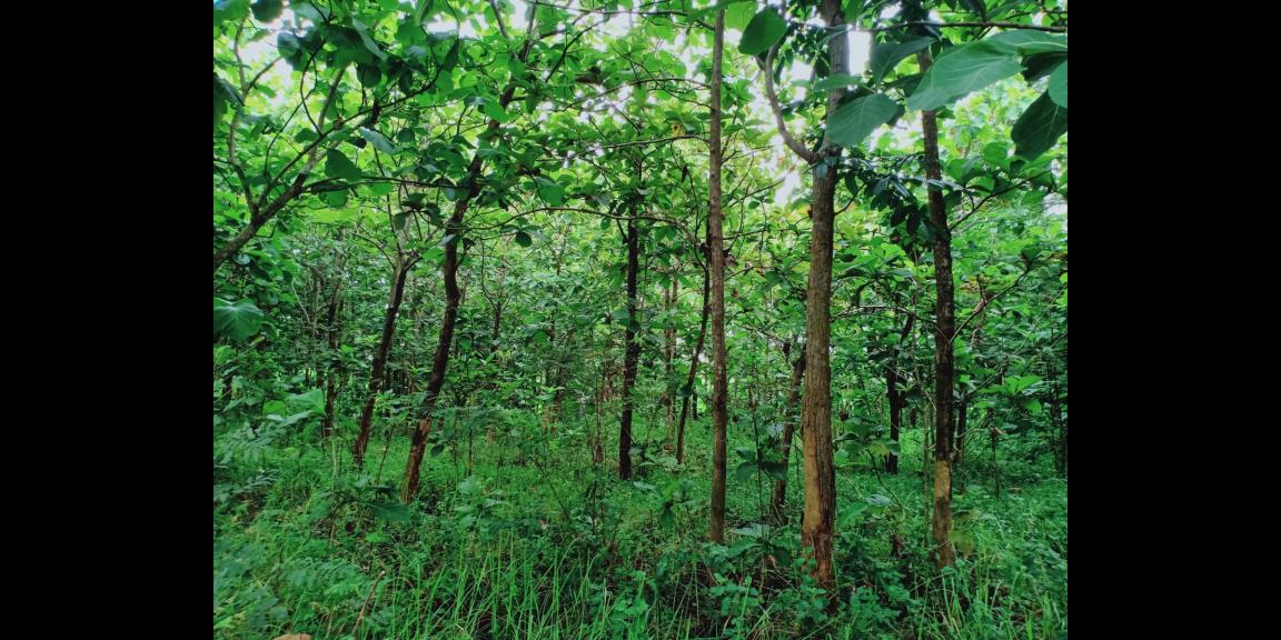 Tanah Kebun Jati Cocok dibangun Rumah Tinggal Kerjo Karanganyar Tanah Kebun Jati Cocok dibangun Rumah Tinggal Kerjo Karanganyar