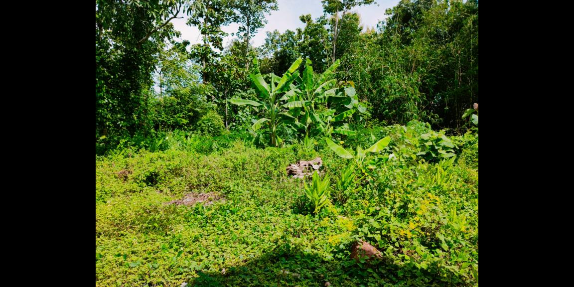 Dijual Tanah Datar Kedawung Sragen Dijual Tanah Datar Kedawung Sragen