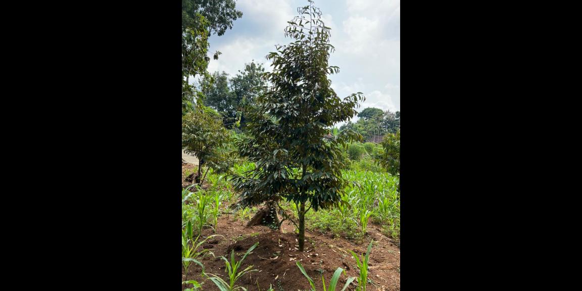 Jual Kebun Durian Datar Kerjo Karanganyar Jual Kebun Durian Datar Kerjo Karanganyar