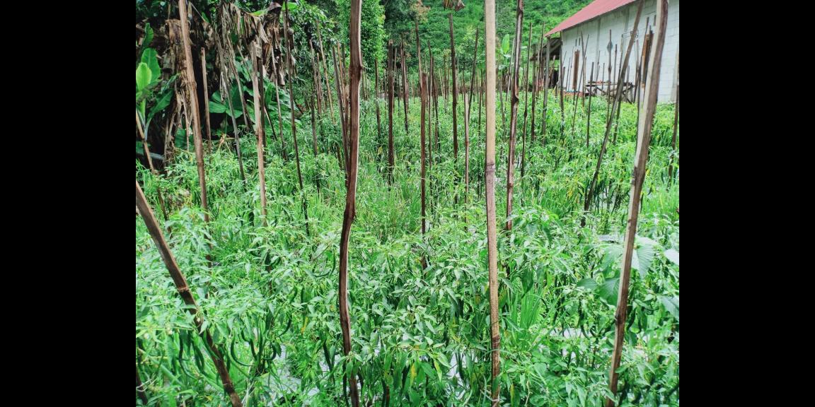 Tanah View Perbukitan Kemuning Ngargoyoso Karanganyar Tanah View Perbukitan Kemuning Ngargoyoso Karanganyar