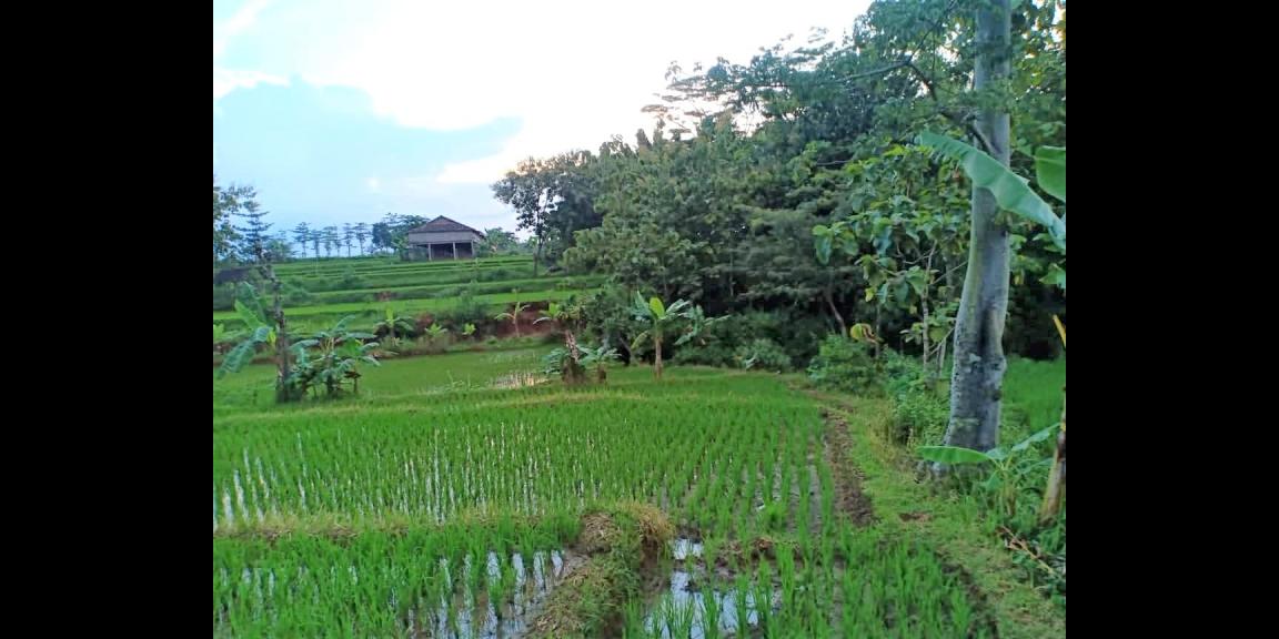 Jual Tanah Sawah 1500m² Parit Karangpelem Kedawung Sragen Jual Tanah Sawah 1500m² Parit Karangpelem Kedawung Sragen