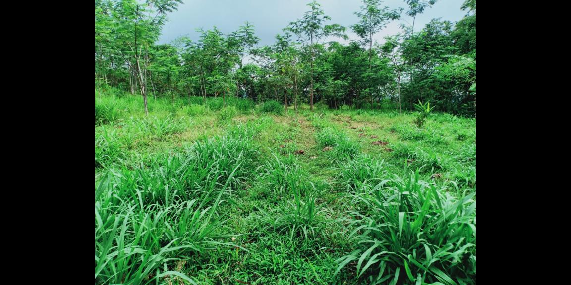 Dijual Tanah 3512m² View Hamparan Kebun Teh Kemuning Dijual Tanah 3512m² View Hamparan Kebun Teh Kemuning