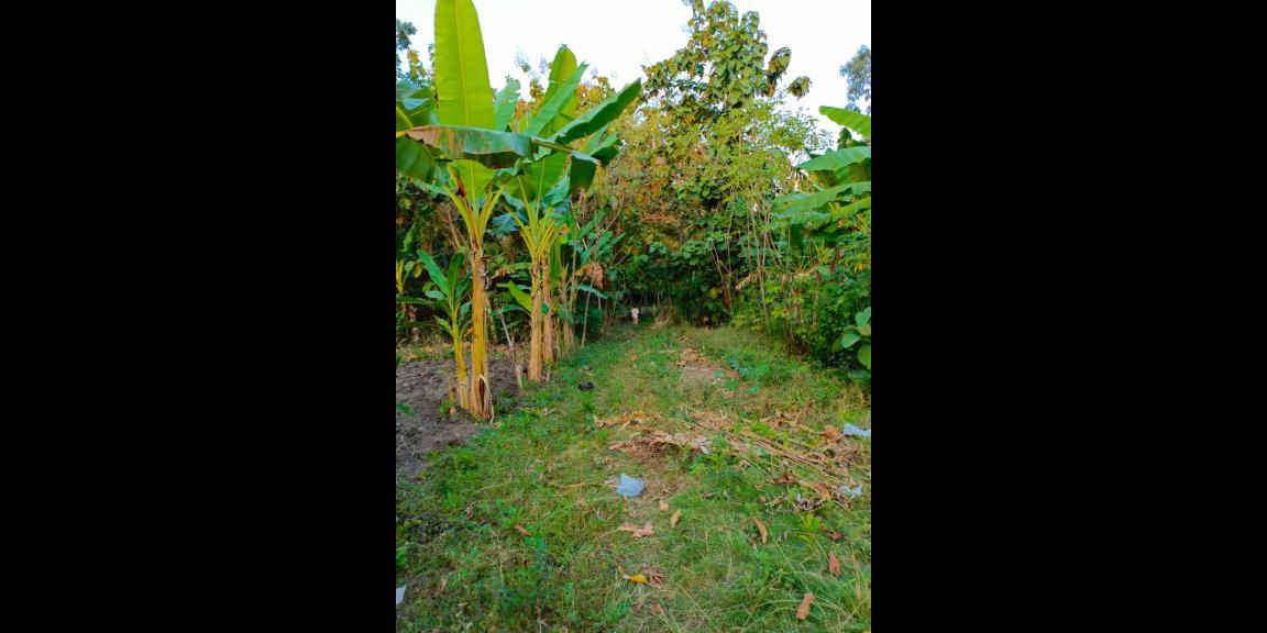 Dijual Tanah Kebun Jati 1071m² Sragen Dijual Tanah Kebun Jati 1071m² Sragen