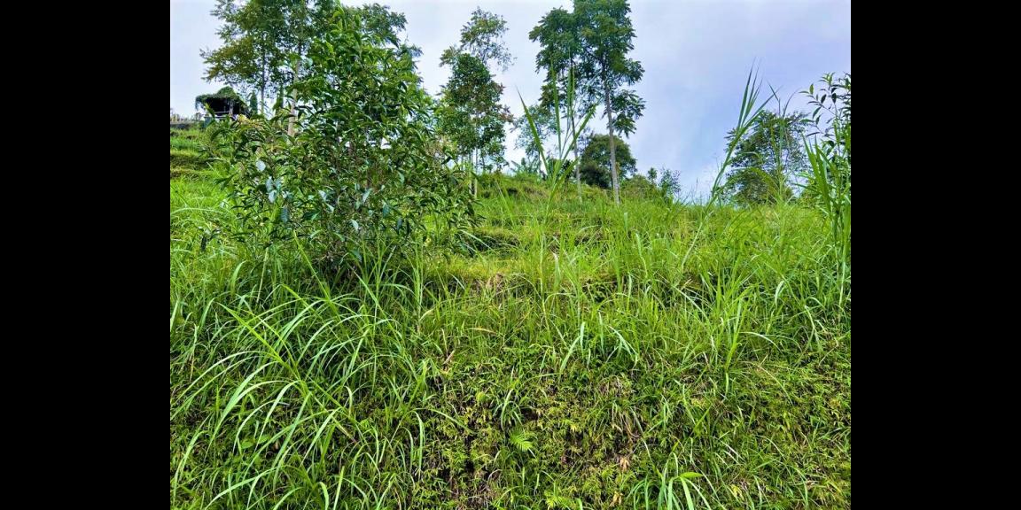 Dijual Tanah Dekat Telaga Madirda Kemuning Dijual Tanah Dekat Telaga Madirda Kemuning