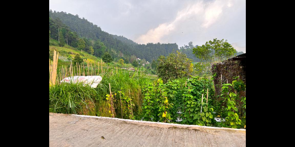 Dijual Tanah 410m² Dekat Candi Sukuh Kemuning Dijual Tanah 410m² Dekat Candi Sukuh Kemuning