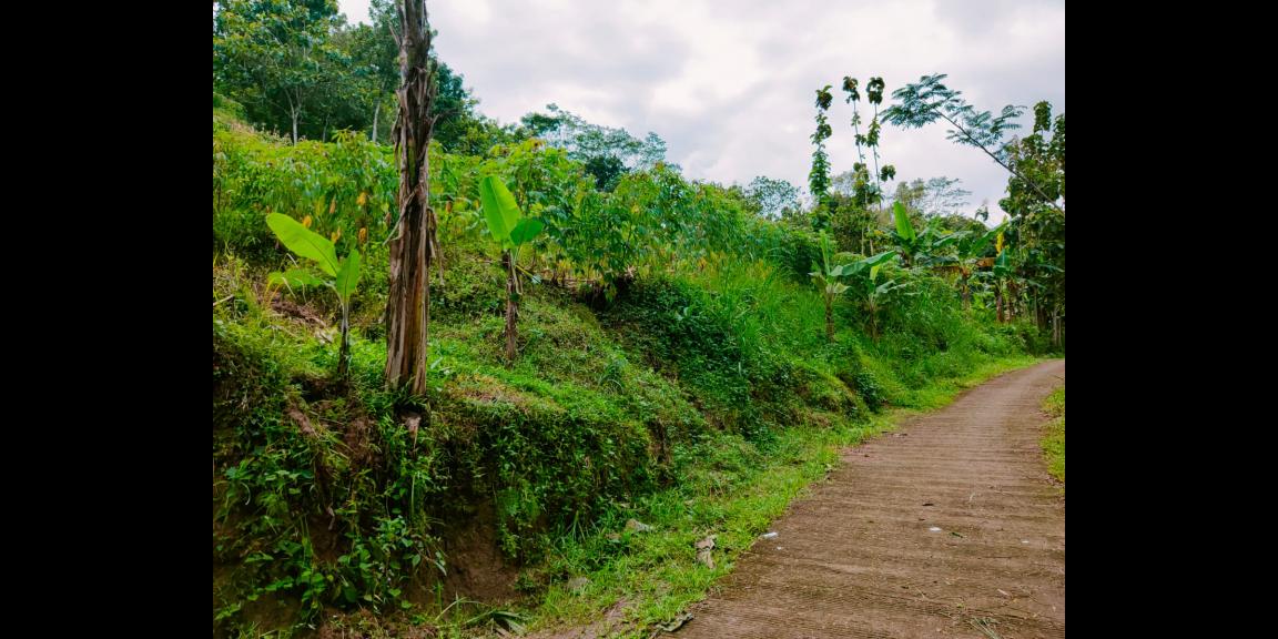 Tanah Subur Cocok untuk Kebun Buah Sambirejo Sragen Tanah Subur Cocok untuk Kebun Buah Sambirejo Sragen
