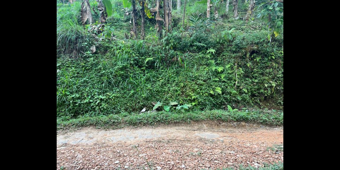 Kebun Durian 1300m2 Kemuning Ngargoyoso Karanganyar Kebun Durian 1300m2 Kemuning Ngargoyoso Karanganyar