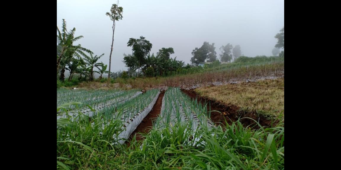Tanah 2400m² Datar Kemuning Ngargoyoso Karanganyar Tanah 2400m² Datar Kemuning Ngargoyoso Karanganyar