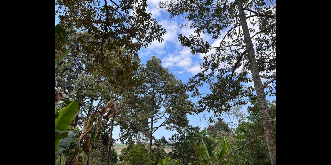 Tanah 2000m² Barat Pasar Kemuning Ngargoyoso Karanganyar Tanah 2000m² Barat Pasar Kemuning Ngargoyoso Karanganyar