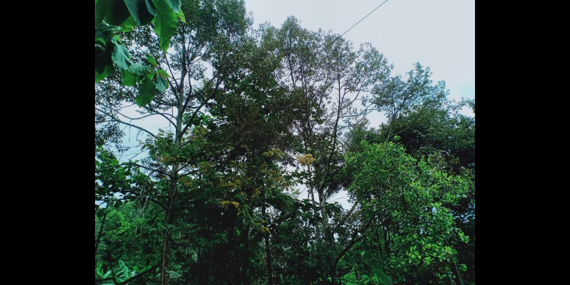 Kebun Durian Siap Panen Kerjo Karanganyar Kebun Durian Siap Panen Kerjo Karanganyar