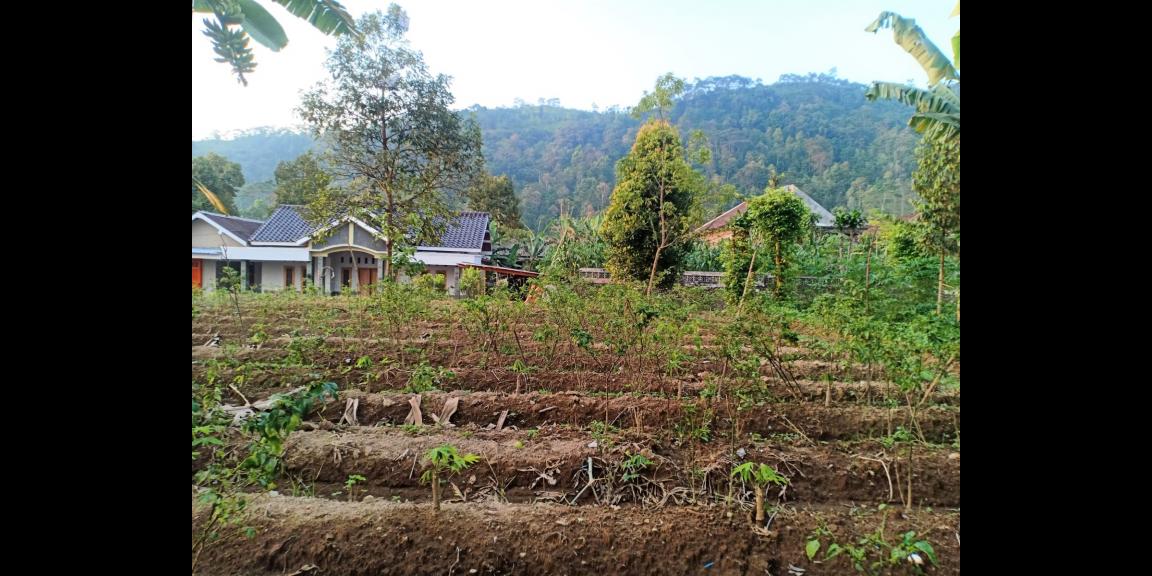 Tanah Kawasan Wisata Kemuning Ngargoyoso Tanah Kawasan Wisata Kemuning Ngargoyoso