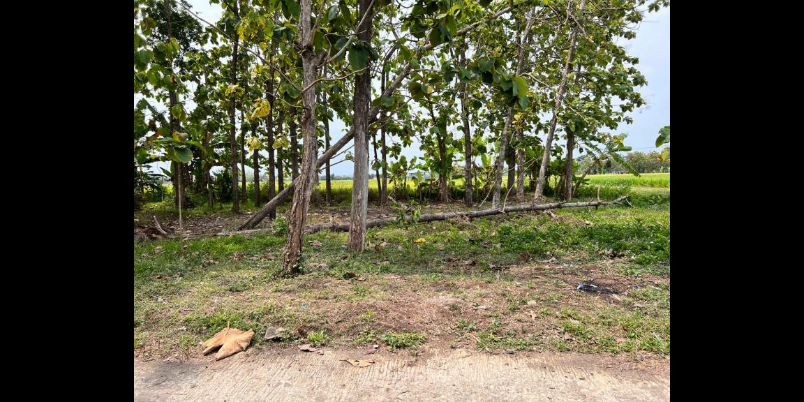 Tanah Pekarangan View Sawah Karangmalang Sragen Tanah Pekarangan View Sawah Karangmalang Sragen