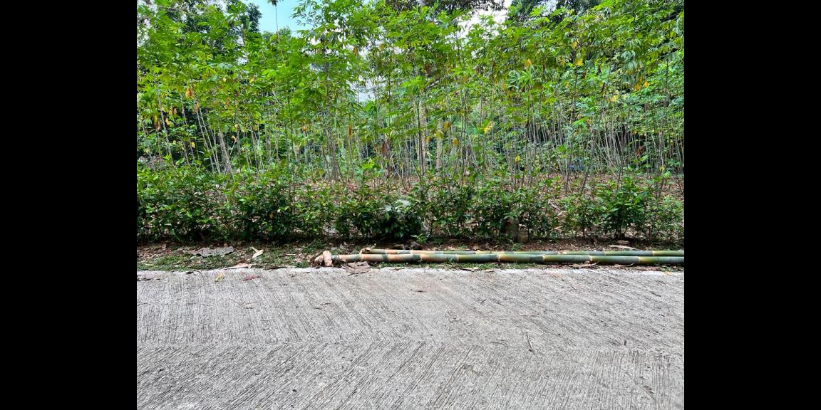 Tanah Kebun Durian 1000m² Mojogedang Karanganyar Tanah Kebun Durian 1000m² Mojogedang Karanganyar