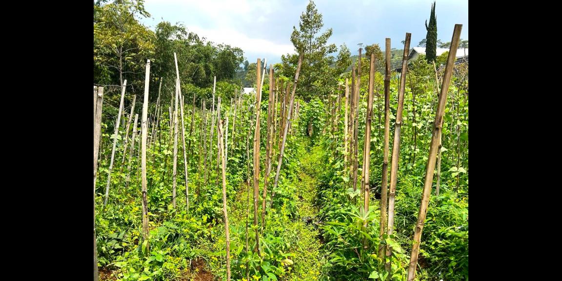 Tanah Area Kebun Teh & Jembatan Kaca Kemuning Karanganyar Tanah Area Kebun Teh & Jembatan Kaca Kemuning Karanganyar