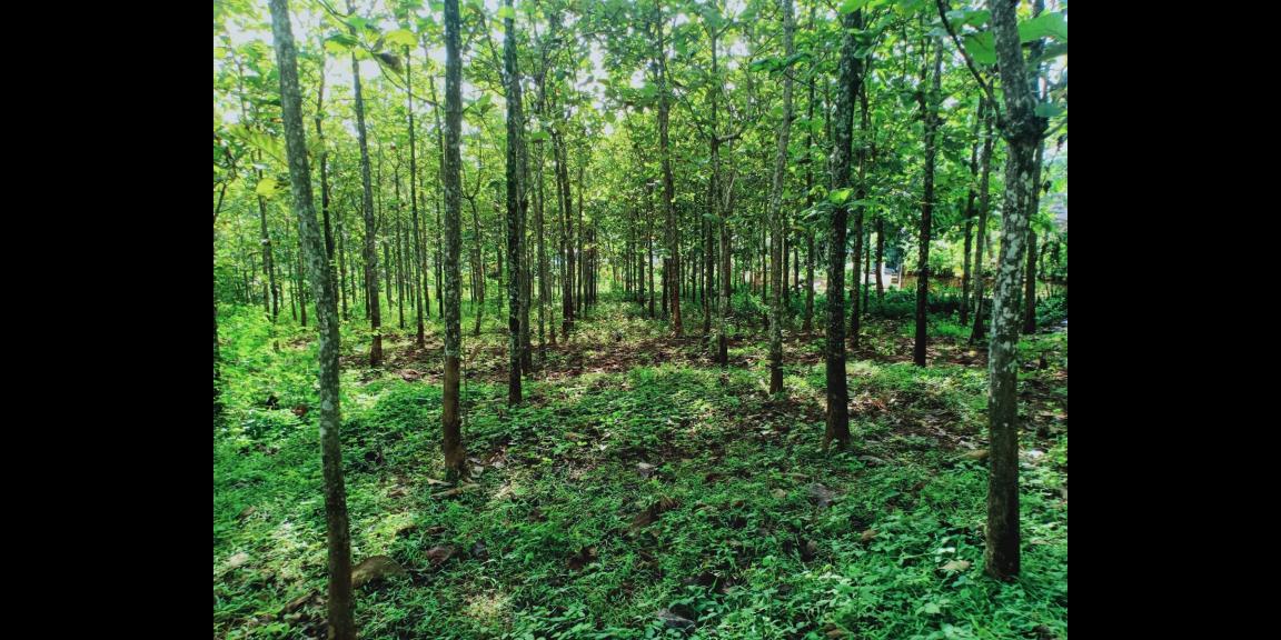 Tanah Kebun Jati Datar 1 Hektar Kerjo Karanganyar Tanah Kebun Jati Datar 1 Hektar Kerjo Karanganyar