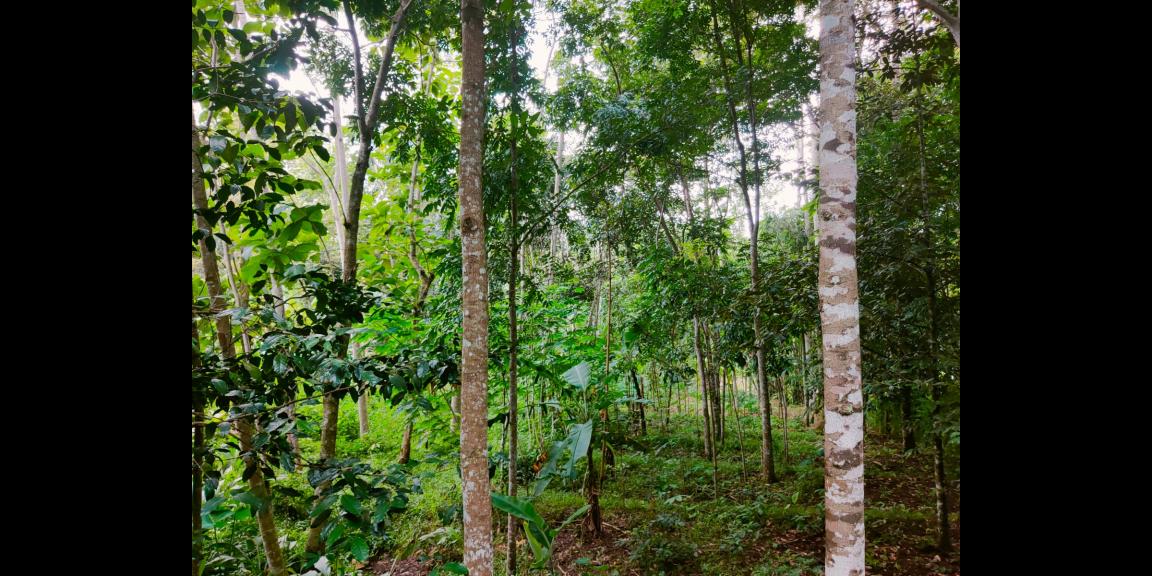 Tanah Cocok Untuk Kebun Buah Mojogedang Karanganyar Tanah Cocok Untuk Kebun Buah Mojogedang Karanganyar