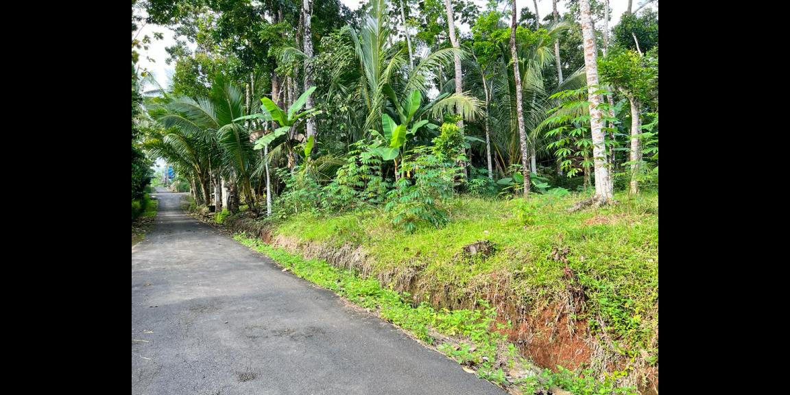 Kebun Durian Siap Berbuah Karanganyar Kebun Durian Siap Berbuah Karanganyar