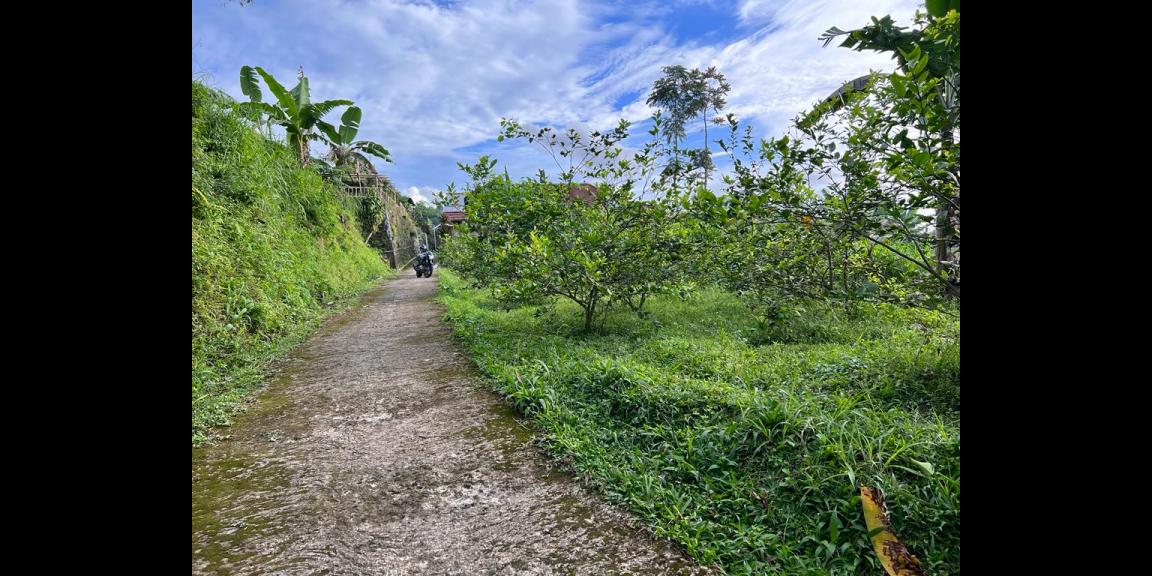 Dijual Tanah Datar Dekat Candi Sukuh Kemuning Karanganyar Dijual Tanah Datar Dekat Candi Sukuh Kemuning Karanganyar