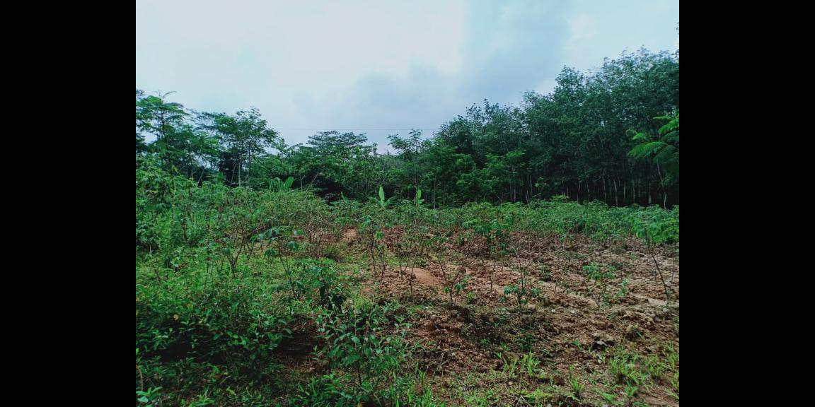 Tanah Dijual Cocok untuk Investasi Karangpandan Tanah Dijual Cocok untuk Investasi Karangpandan