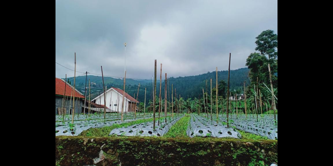 Jual Villa Area Kebun Teh Kemuning Jual Villa Area Kebun Teh Kemuning