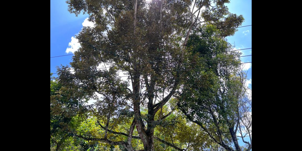 Dijual Tanah Kebun Durian Ngargoyoso Karanganyar Dijual Tanah Kebun Durian Ngargoyoso Karanganyar