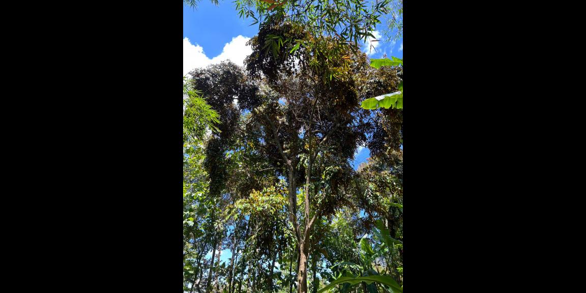 Dijual Tanah Bonus Kebun Durian Mojogedang Karanganyar Dijual Tanah Bonus Kebun Durian Mojogedang Karanganyar