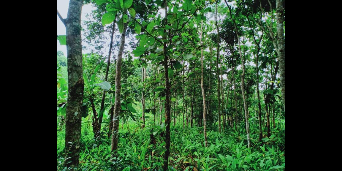 Tanah 2705m² Sambirejo Sragen Tanah 2705m² Sambirejo Sragen