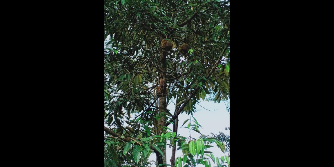 Kebun Durian Utara Pasar Mojogedang Karanganyar Kebun Durian Utara Pasar Mojogedang Karanganyar