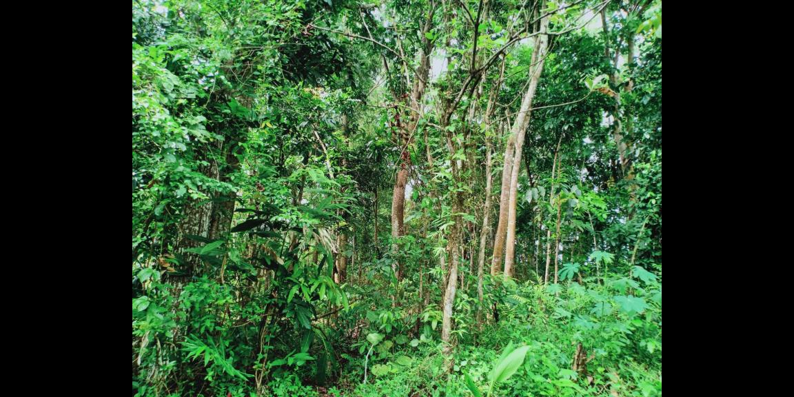 Dijual Tanah Pekarangan Karangpandan Karanganyar Dijual Tanah Pekarangan Karangpandan Karanganyar