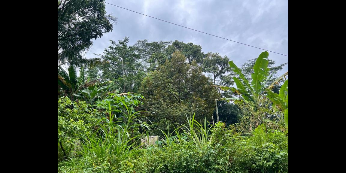Kebun Durian Siap Berbuah Mojogedang Karanganyar Kebun Durian Siap Berbuah Mojogedang Karanganyar