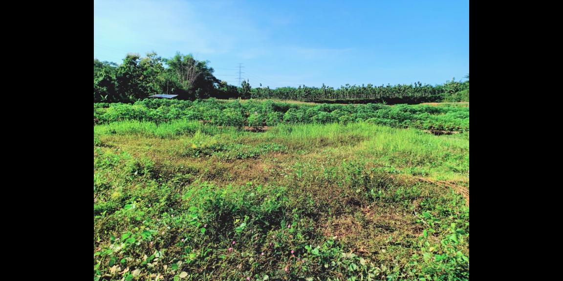 Tanah Sawah 60 Juta Kedawung Sragen Tanah Sawah 60 Juta Kedawung Sragen
