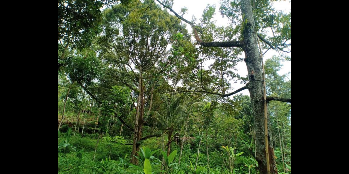 Dijual Tanah Kebun Durian 3600m² Mojogedang Karanganyar Dijual Tanah Kebun Durian 3600m² Mojogedang Karanganyar