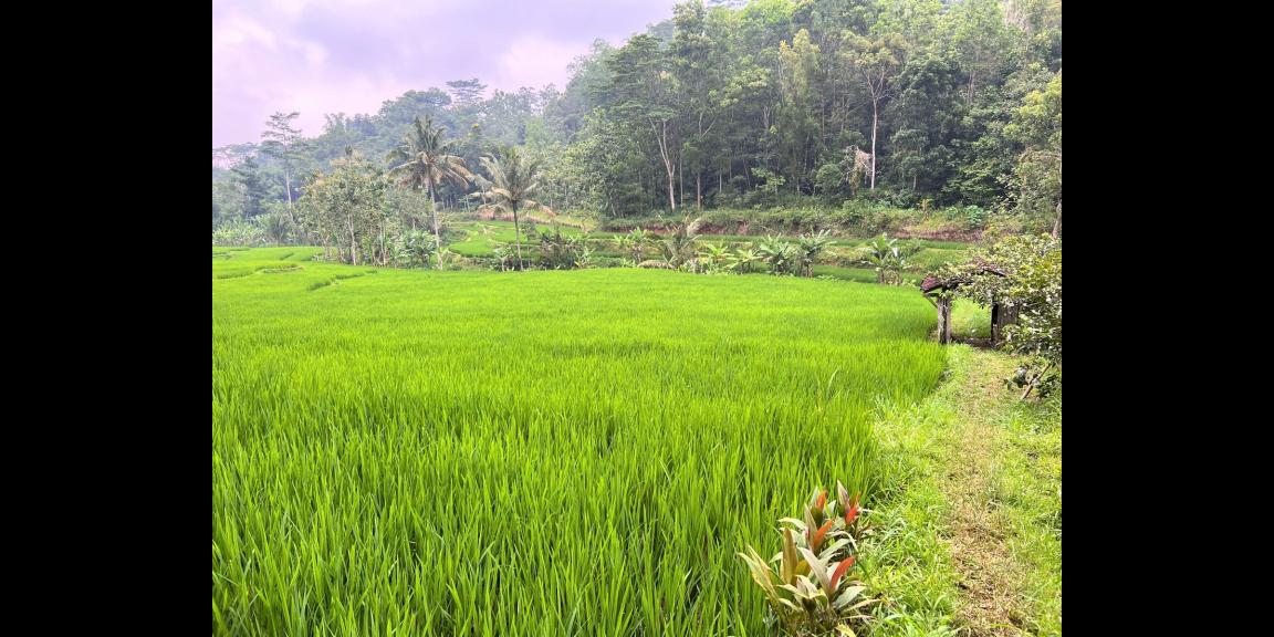 Dijual Tanah Strategis Utara Pasar Mojogedang Karanganyar Dijual Tanah Strategis Utara Pasar Mojogedang Karanganyar