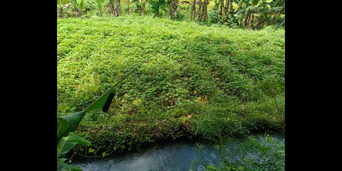 Tanah 1300m² View Sawah Kerjo Karanganyar Tanah 1300m² View Sawah Kerjo Karanganyar