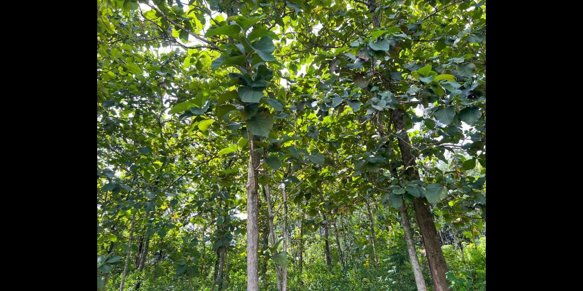 Dijual Tanah Kebun Jati 1200m² Kerjo Karanganyar Dijual Tanah Kebun Jati 1200m² Kerjo Karanganyar