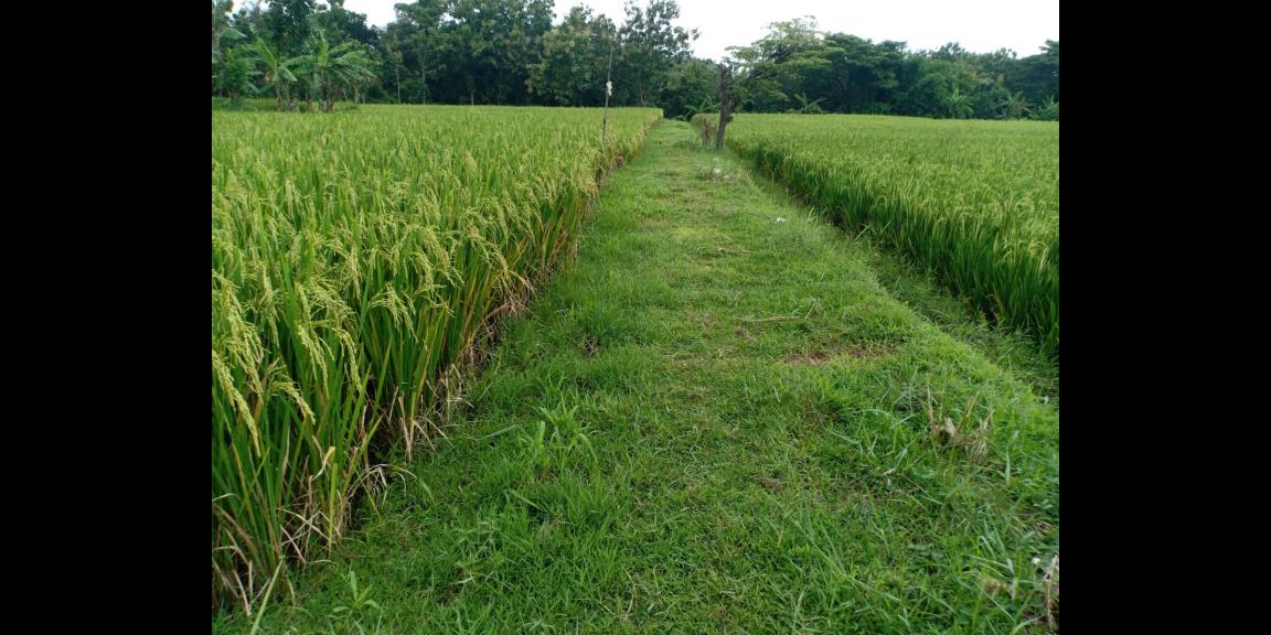 Dijual Tanah 1320m² Karangmalang Sragen Dijual Tanah 1320m² Karangmalang Sragen