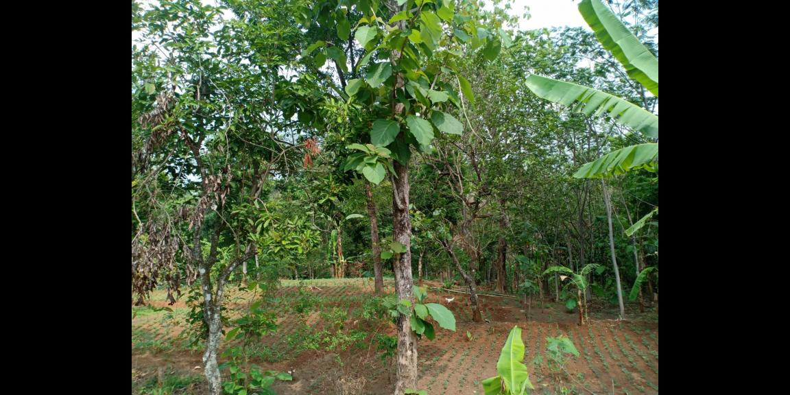 Tanah Cocok Untuk Kebun Buah Kerjo Karanganyar Tanah Cocok Untuk Kebun Buah Kerjo Karanganyar