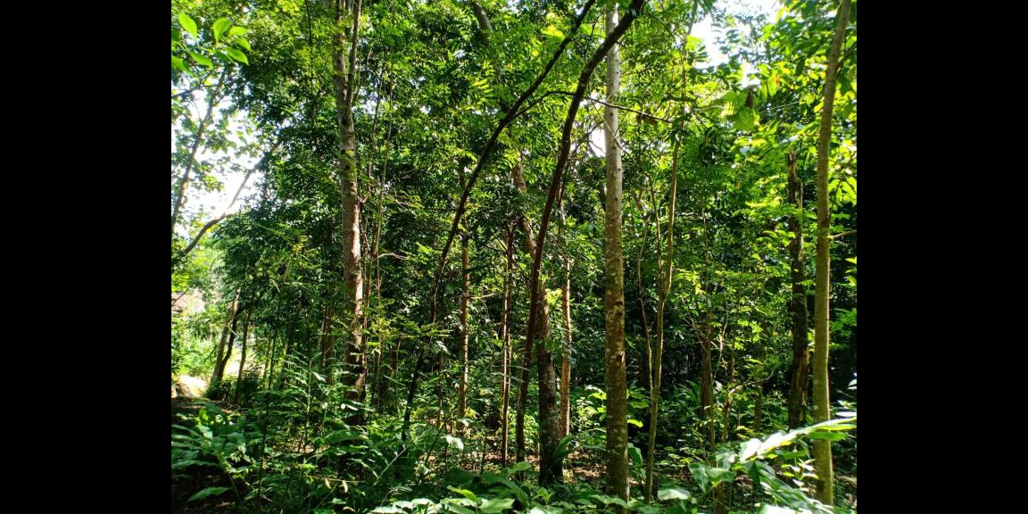 Tanah Cocok Untuk Kebun Durian Kerjo Karanganyar Tanah Cocok Untuk Kebun Durian Kerjo Karanganyar