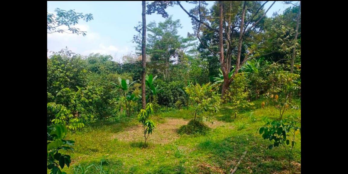 Jual Tanah Kebun Durian dan Rumah Mojogedang Karanganyar Jual Tanah Kebun Durian dan Rumah Mojogedang Karanganyar