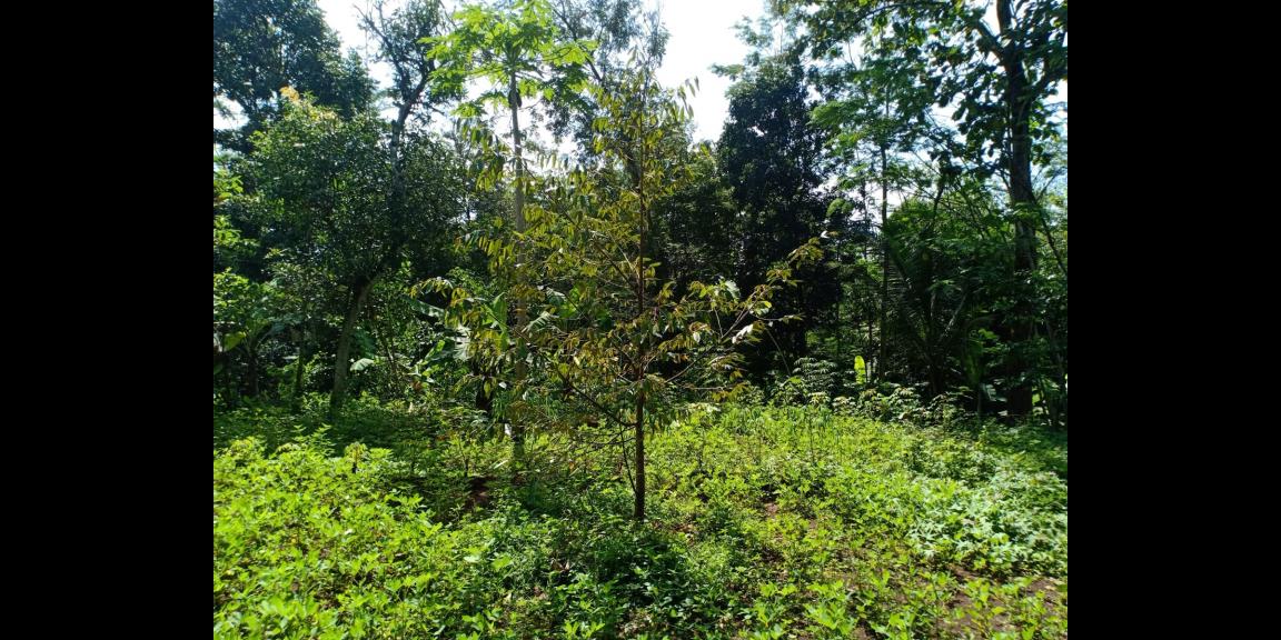 Tanah Idaman Cocok untuk Homestay Karanganyar Tanah Idaman Cocok untuk Homestay Karanganyar