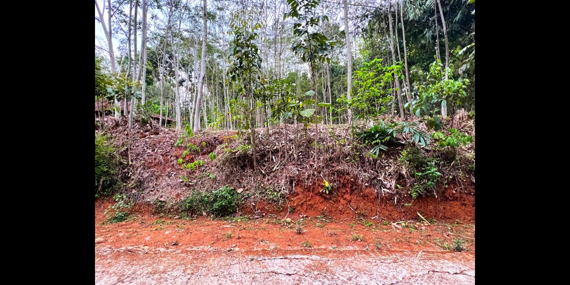 Kebun Sengon 897m2 Mojogedang Karanganyar Kebun Sengon 897m2 Mojogedang Karanganyar