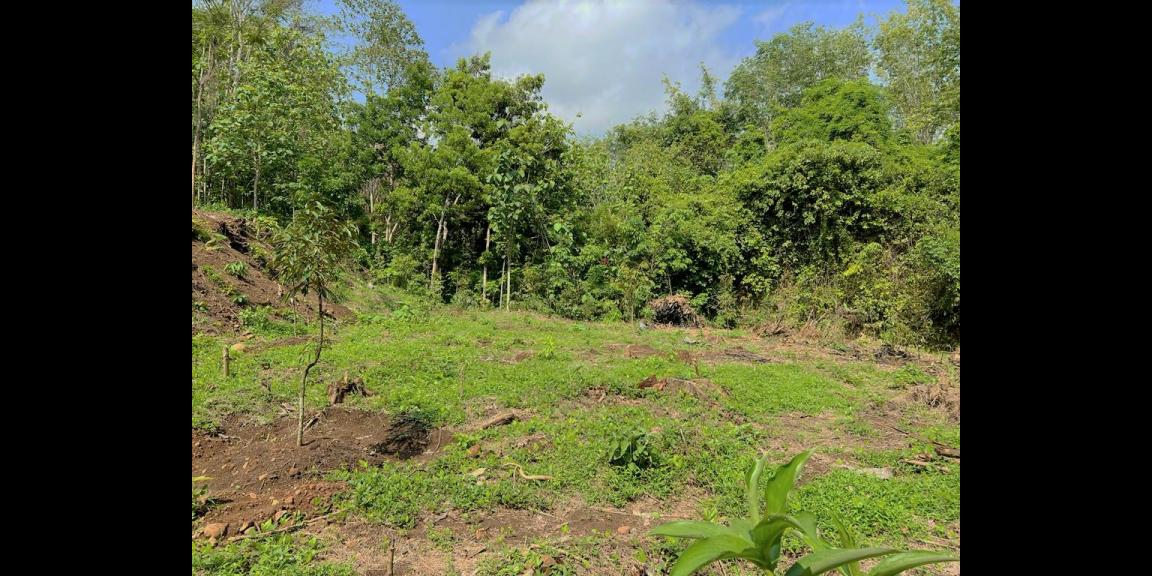 Tanah Kebun Durian 1015m² Hanya 200Jt Karanganyar Tanah Kebun Durian 1015m² Hanya 200Jt Karanganyar