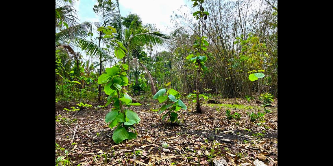 Tanah 1000m Dekat Pasar Batujamus Kerjo Karanganyar Tanah 1000m Dekat Pasar Batujamus Kerjo Karanganyar