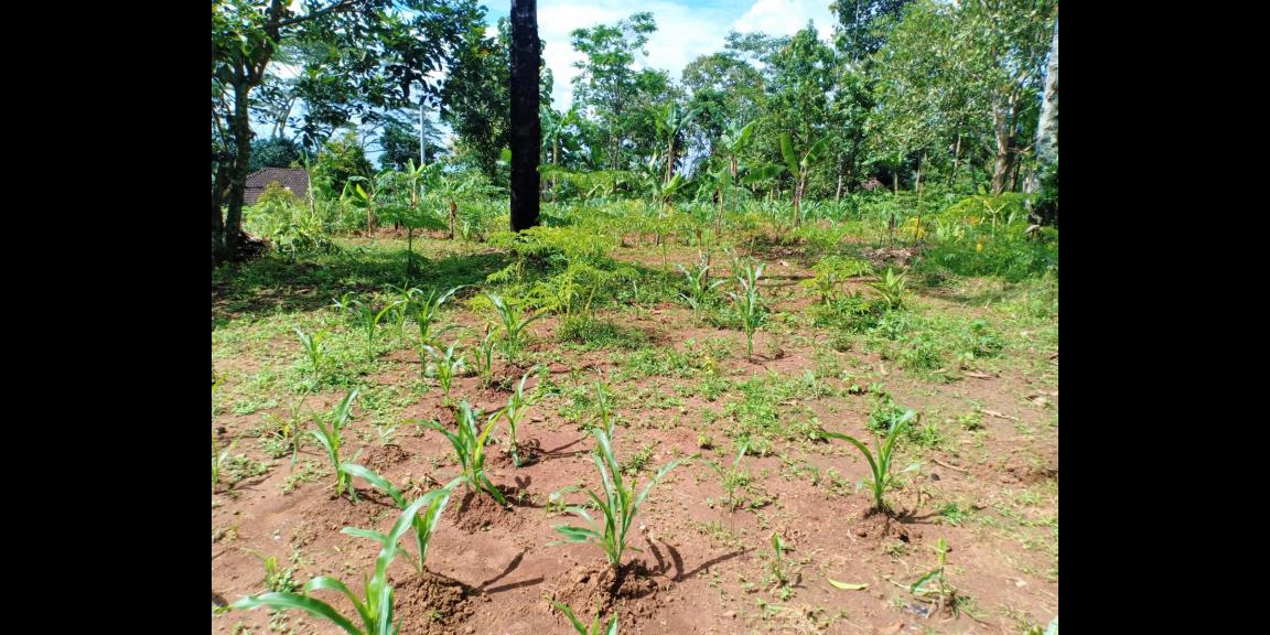 Tanah 600m2 hanya 200 juta Mojogedang Karanganyar Tanah 600m2 hanya 200 juta Mojogedang Karanganyar