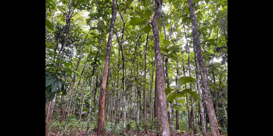 Dijual Tanah 2000m2 Jl Raya Mojogedang Karanganyar Dijual Tanah 2000m2 Jl Raya Mojogedang Karanganyar