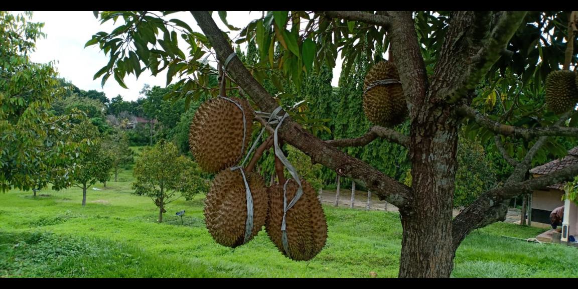 Tanah Datar Dekat Wisata Kebun Durian Mojogedang Karanganyar Tanah Datar Dekat Wisata Kebun Durian Mojogedang Karanganyar