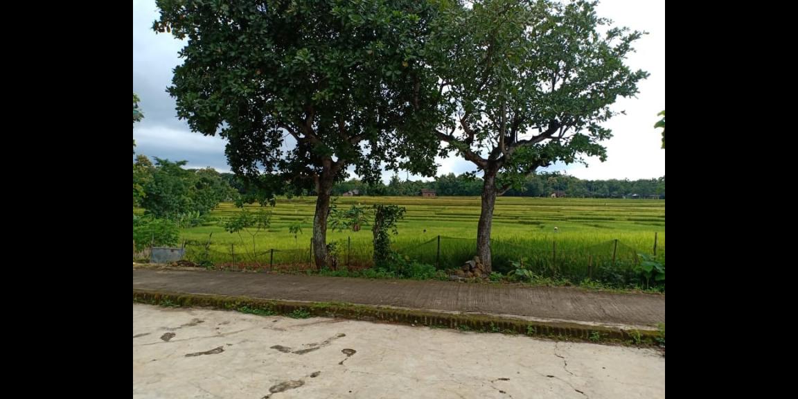 Rumah Siap Huni View Pesawahan Kedawung Sragen Telp/WA: 082327612345 Rumah Siap Huni View Pesawahan Kedawung Sragen Telp/WA: 082327612345