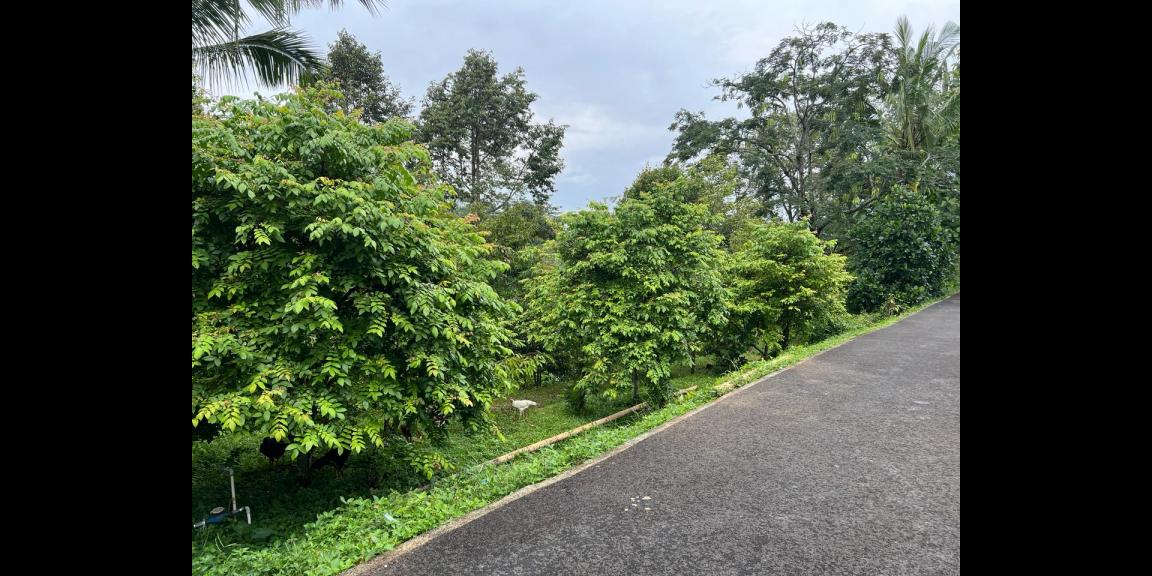 Tanah Kebun Durian 1609m² Ngargoyoso Karanganyar Tanah Kebun Durian 1609m² Ngargoyoso Karanganyar