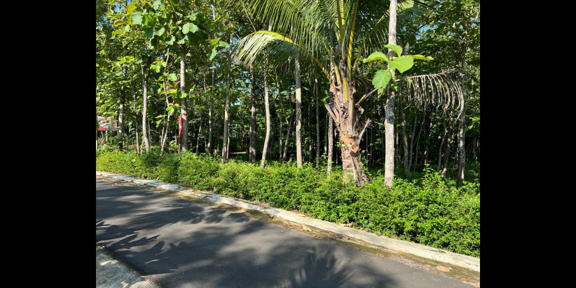 Tanah Strategis 250 Juta Utara Kantor Kecamatan Kerjo Tanah Strategis 250 Juta Utara Kantor Kecamatan Kerjo